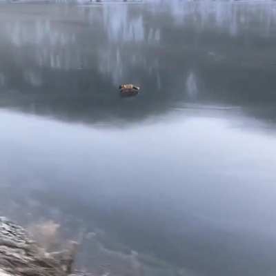 ? This fox makes crossing a frozen body of water look easy.