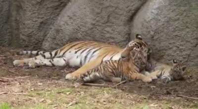 Giving mom a kiss before bedtime ?