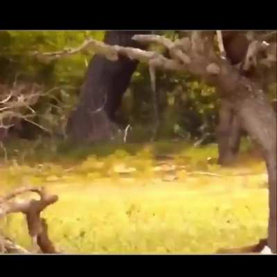 ? Leopard surrounded by wild boars quickly snatches one and climbs back up