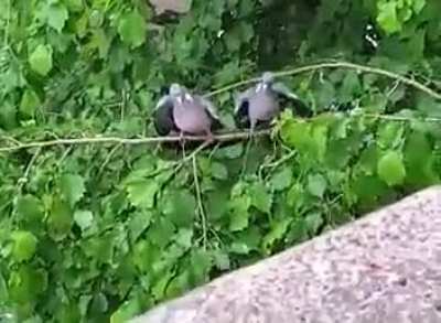 To fly away