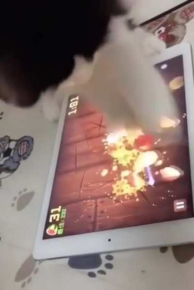 Fruit Ninja Kitten.