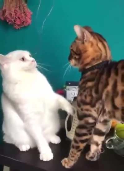 "I shouldn't of done that"