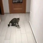 World's best goalkeeper is a cat from Italy
