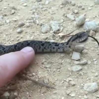 ? Give the snake a Oscar, This behaviour is called Thanatosis snake theatrically fakes death to avoid predation