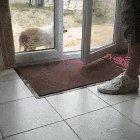 Good boy wipes his feet before coming in
