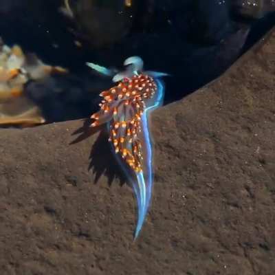 ? Sea Snail ?