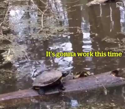 To climb on the log