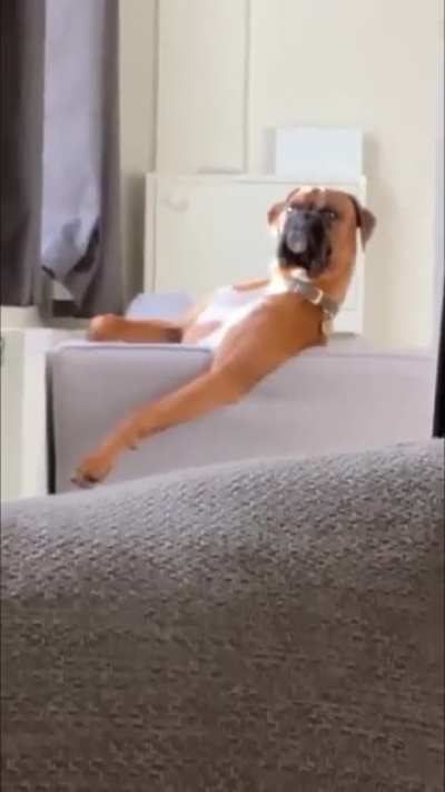 This dog was watching tv then this happened…