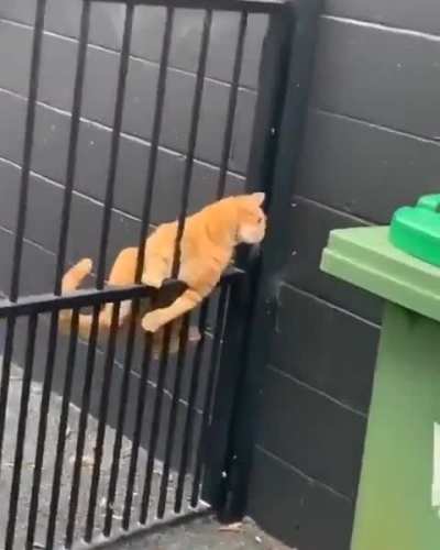 Two types of cats ?