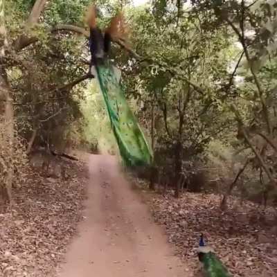 ? Peacock taking off