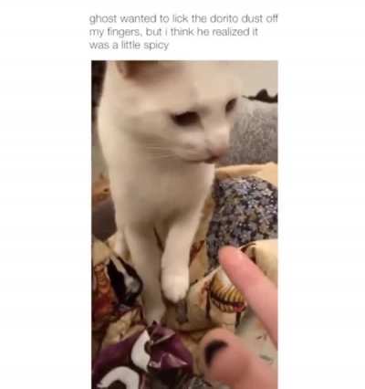 Typical cat logic