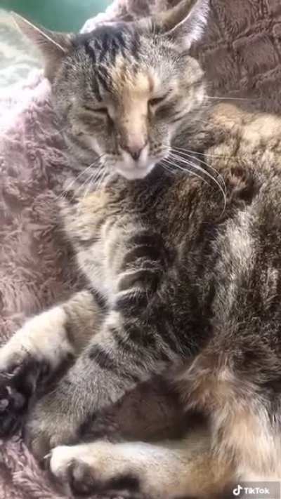 Whisker Pucker Cat.... will she ever fully yawn? My content. ?