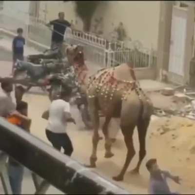 I will pull its tail, WCGW?