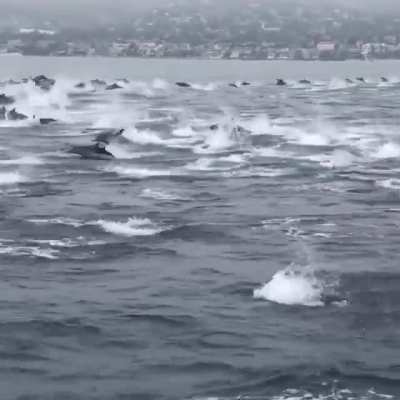 ? Large pod of dolphins off the coast of Laguna Beach, CA ?