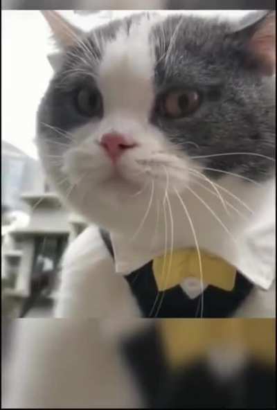 Bill Cosby’s catq