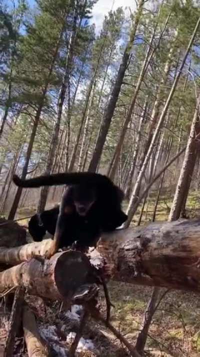 Abandoned Panther Grows Up With A Human And Rottweiler