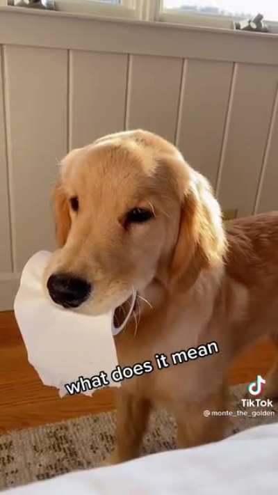 Retriever