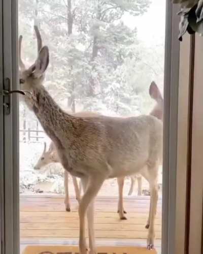 ? Gorgeous Deer wanted to invite themselves in to say Christmas Came Early This Year