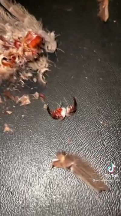 If you have fear of spiders keep scrolling