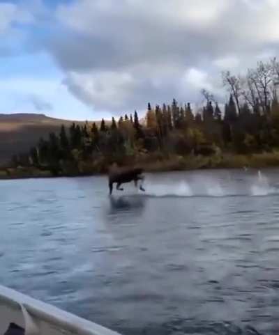?Bull moose hitting high speeds on the water in Canada