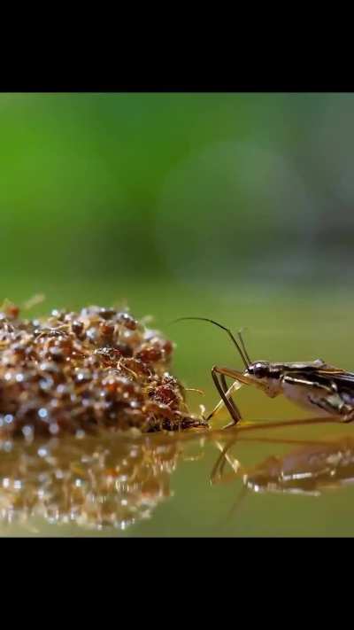 ? Ants ingenious survival method during flood