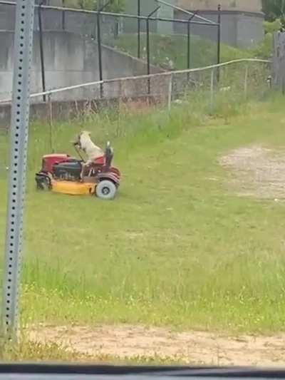 Dog Cutting The Grass?