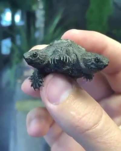? Two-headed Turtle ??