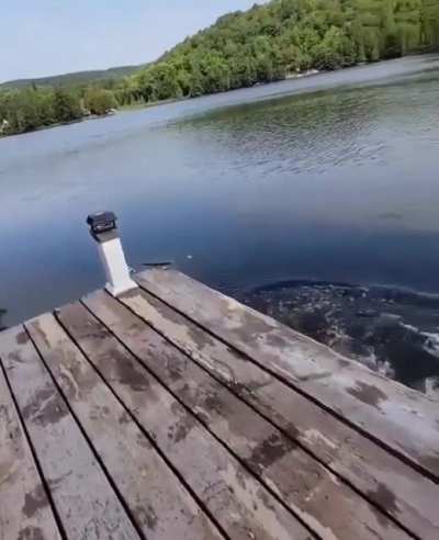 Siberian Fish Dog