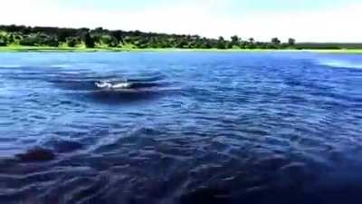 ? The incredible speed of a Hippo ?