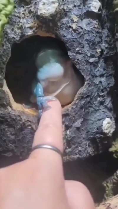 Frog be like - Don't cross your limits ?‍↔️
