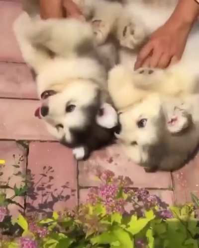 Adorable!