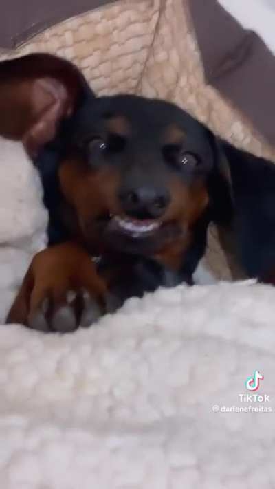 I bet y’all don’t have a dog that looks like it has dentures ???