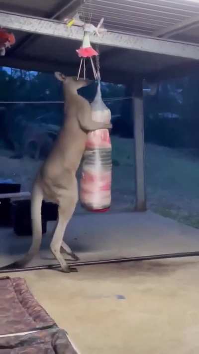 ? Kangaroos are just deer that went to prison