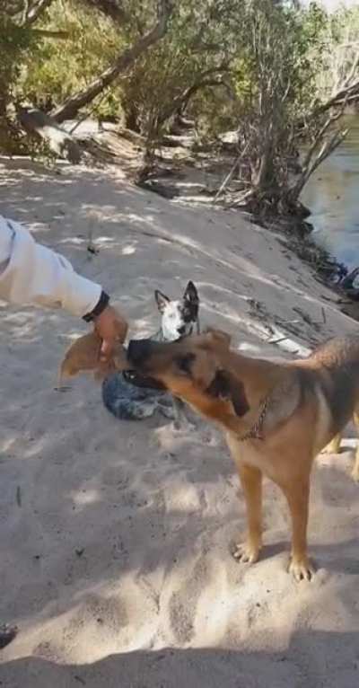 Showed my dog the fish I just caught