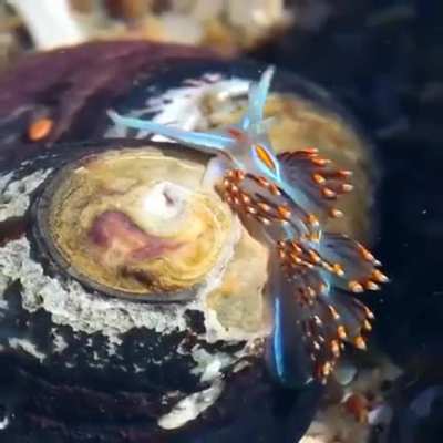 ? Excellent beauty sea slug