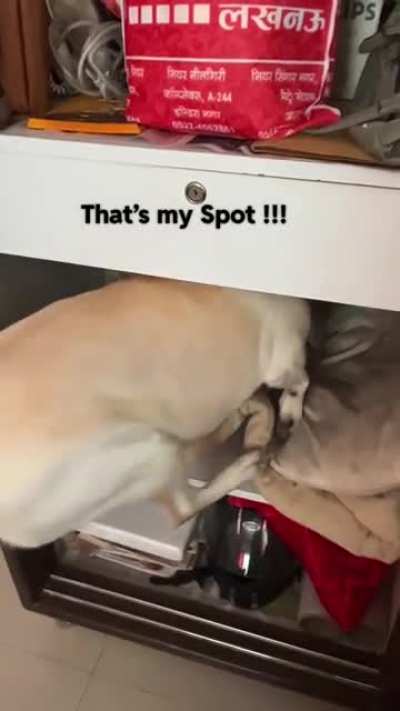 That’s my Spot !!!