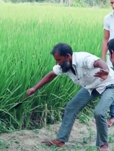 Man tries to catch a venomous snake