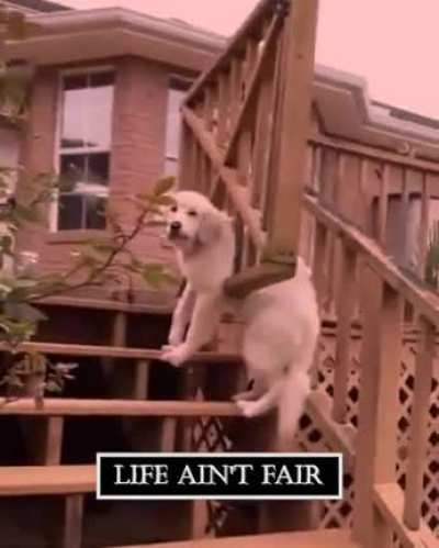 Fence Life