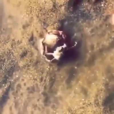 ? Male crab protecting the female crab when a human tries to approach her.