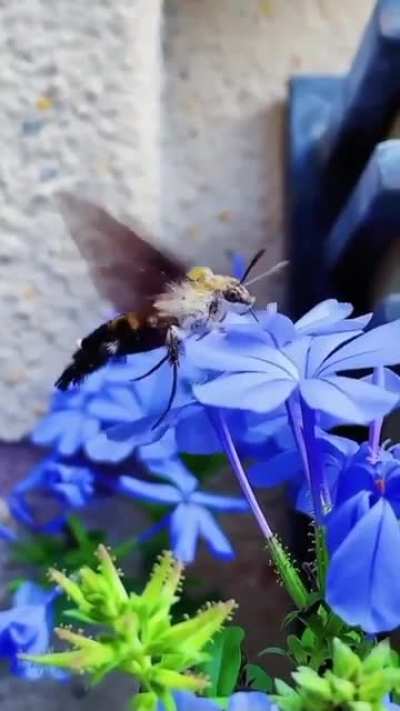 ? Hummingbird Moth ?