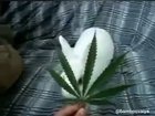 Oh well 420 bunny
