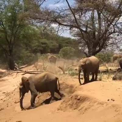 How do elephants navigate a step down? Drop and roll.