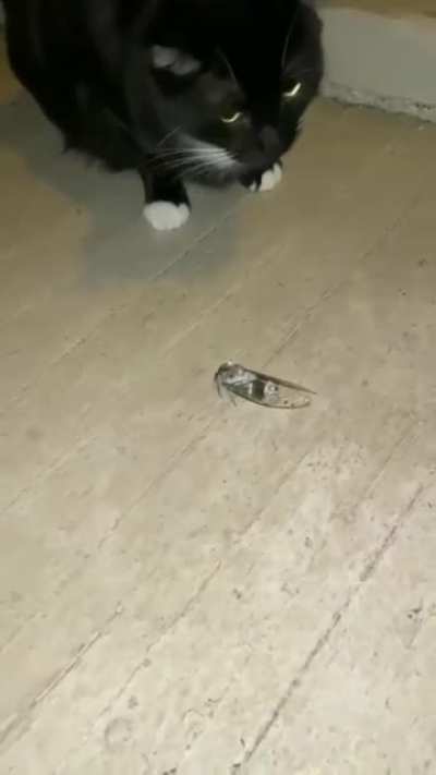 Noisy bug