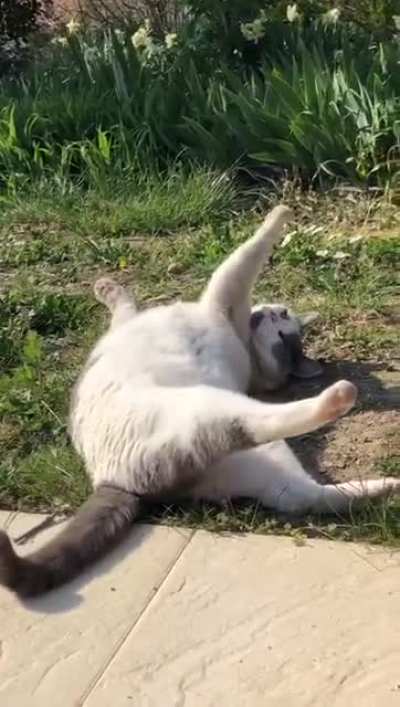 One of our cats is an attention seeker