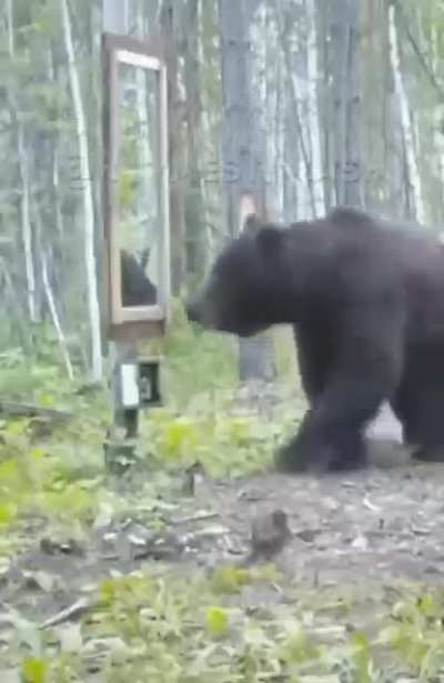 ? A bear frightened by his reflection.