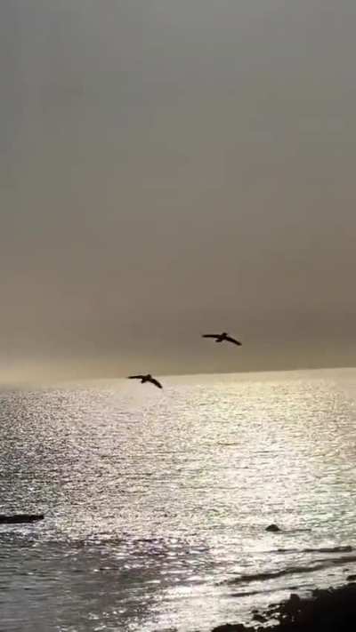 ? Ravens are monogamous and couples do synchronised joy flights to deepen their bond..