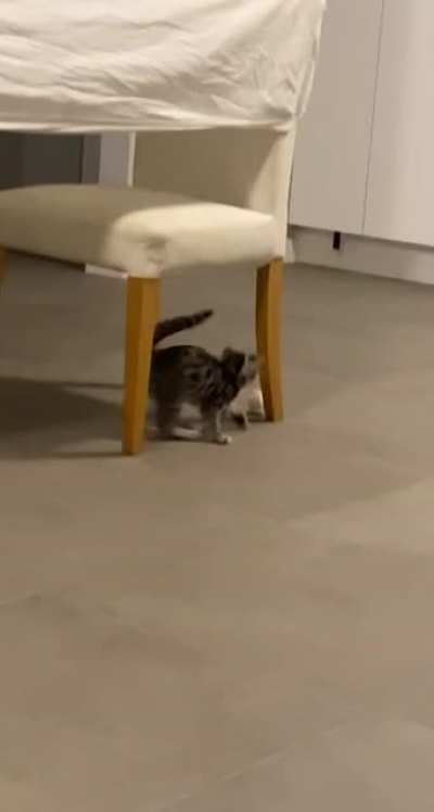 Big Cat Energy ?