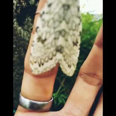 ? This moth ran out of ink ?