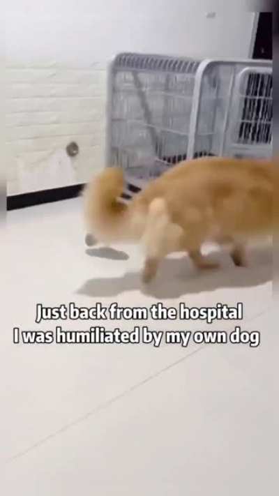 This dog is funny ad?