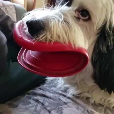 The Frisbee is now long gone, but probably for a better use